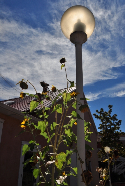 llamp post with sunflowers